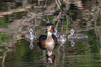 great crested grebe