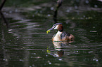 great crested grebe