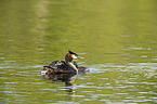 great crested grebe