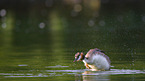 great crested grebe