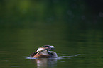 great crested grebe