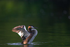 great crested grebe