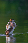 great crested grebe