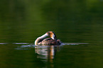 great crested grebe