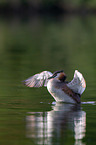 great crested grebe