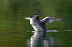 great crested grebe