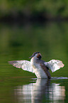 great crested grebe