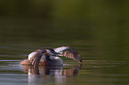 great crested grebe