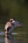 great crested grebe