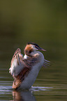 great crested grebe