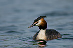 great crested grebe