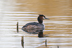 great crested grebe