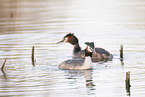 great crested grebes