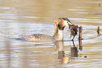 great crested grebe