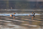 great crested grebes