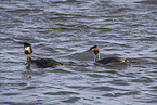 great crested grebe