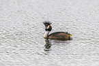 great crested grebe