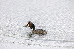 great crested grebe