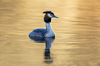 great crested grebe