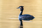 great crested grebe