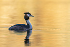 great crested grebe