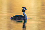 great crested grebe