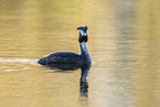 great crested grebe