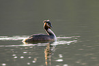 great crested grebe