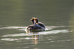 great crested grebe