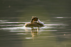 great crested grebe