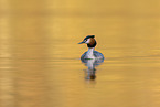 great crested grebe