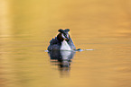 great crested grebe