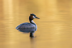great crested grebe