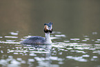 great crested grebe