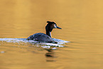 great crested grebe