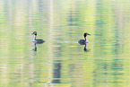 great crested grebe