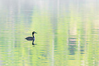 great crested grebe