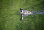 great crested grebe