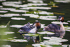 great crested grebe