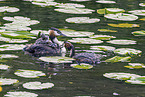 great crested grebe