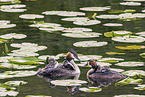 great crested grebe