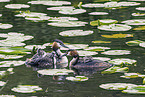 great crested grebe