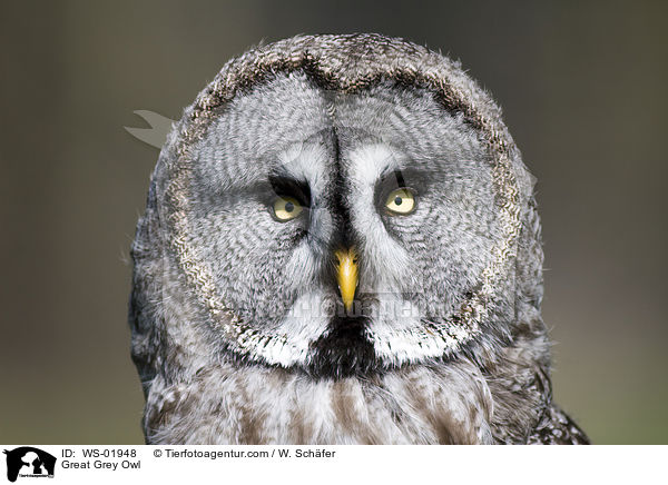 Great Grey Owl / WS-01948