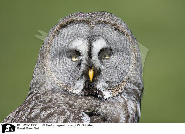 Bartkauz / Great Grey Owl / WS-01951