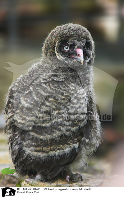 Bartkauz / Great Grey Owl / MAZ-01042