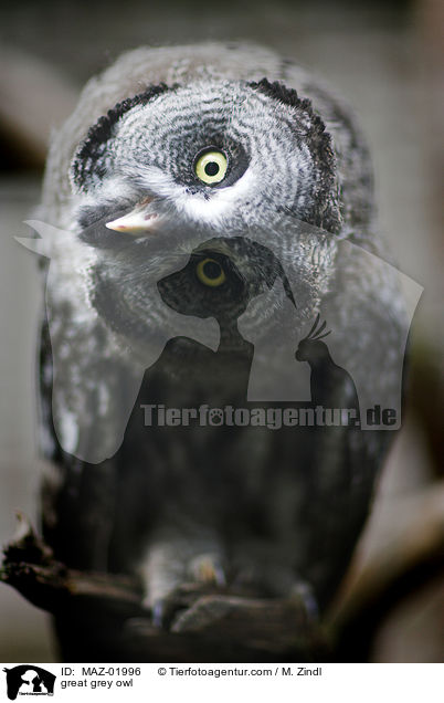 Bartkauz / great grey owl / MAZ-01996