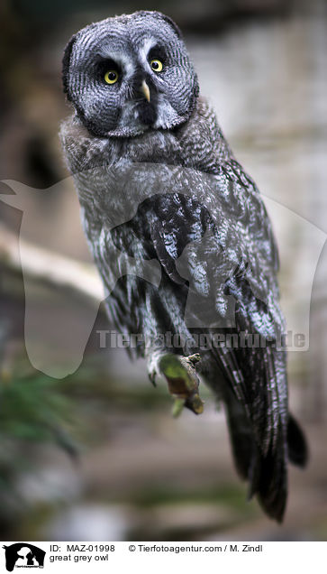 Bartkauz / great grey owl / MAZ-01998