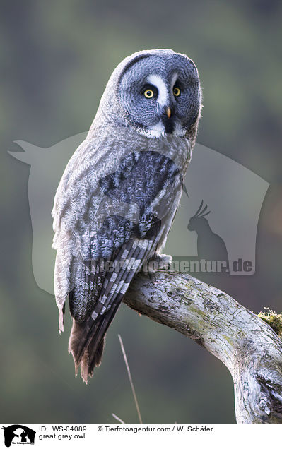 Bartkauz / great grey owl / WS-04089