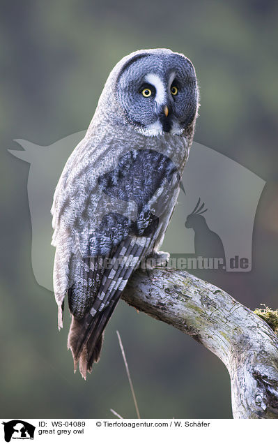 great grey owl / WS-04089