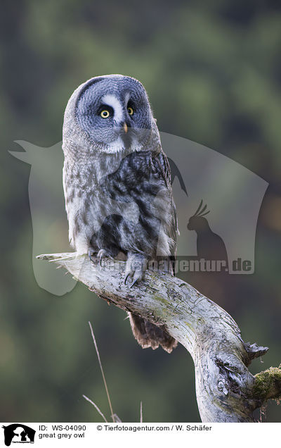 Bartkauz / great grey owl / WS-04090